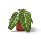 Anthurium villenaorum full plant with upright petioles and elongated, softly tapered foliage