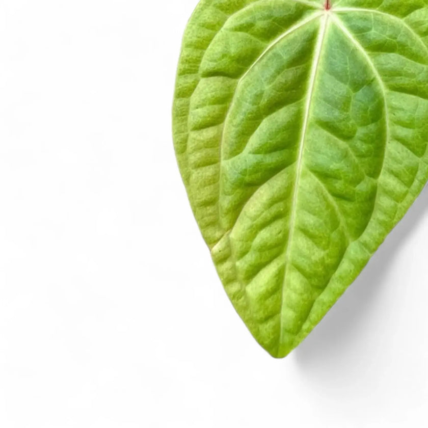 Anthurium villenaorum x luxurians leaf detail on white background.