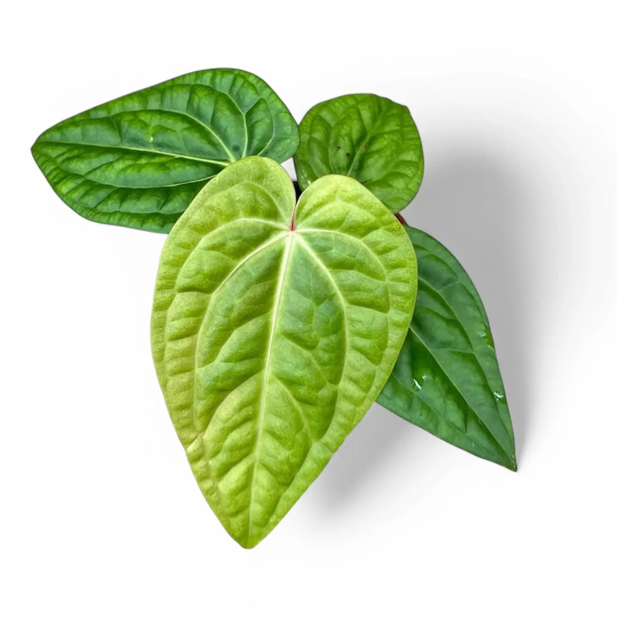 Anthurium villenaorum x luxurians potted plant in nursery pot on white background.