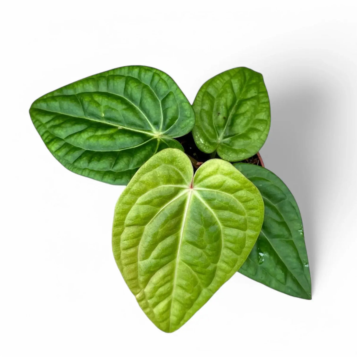 Anthurium villenaorum x luxurians potted plant in nursery pot on white background.