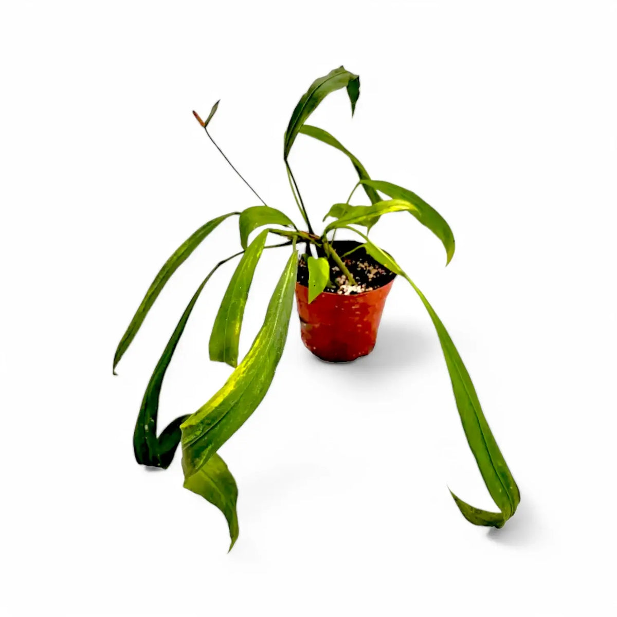 Anthurium vittarifolium variegata Zimmerpflanze im Anzuchttopf vor weißem Hintergrund, Produktfoto 2.