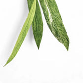 Anthurium vittarifolium variegata Zimmerpflanze im Anzuchttopf vor weißem Hintergrund, Produktfoto 3.