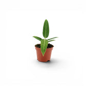 Anthurium warocqueanum-Jungpflanze mit langen, samtigen Blättern im Kulturtopf vor weißem Hintergrund