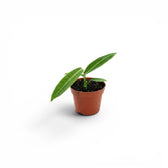 Anthurium warocqueanum-Jungpflanze mit langen, samtigen Blättern im Kulturtopf vor weißem Hintergrund