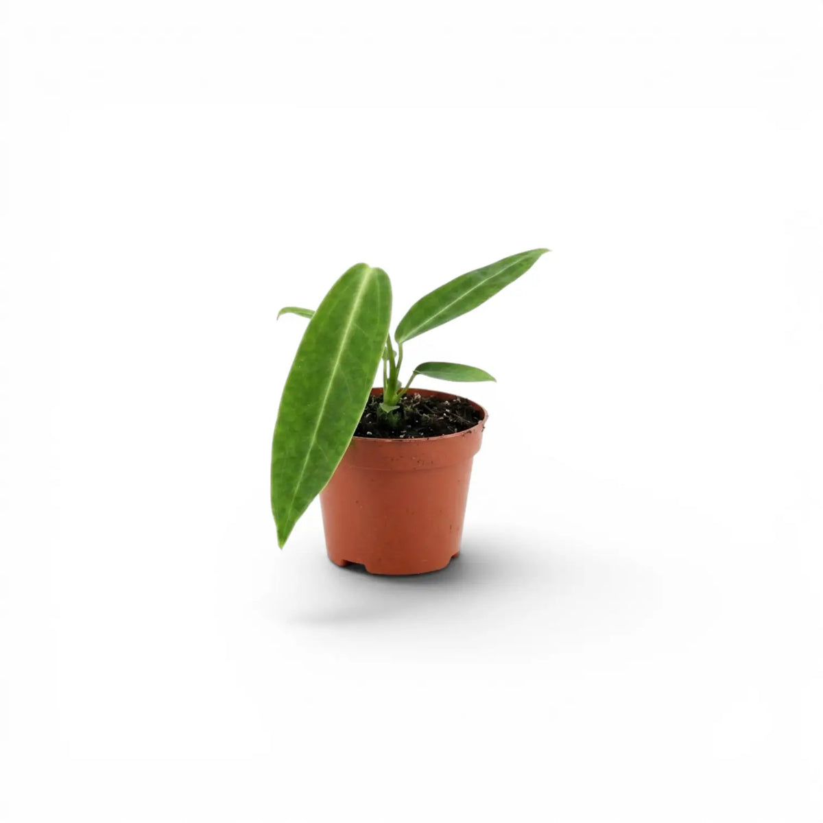 Anthurium warocqueanum-Jungpflanze im Kulturtopf vor weißem Hintergrund