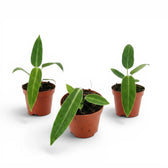 Anthurium warocqueanum-Jungpflanze im Kulturtopf vor weißem Hintergrund