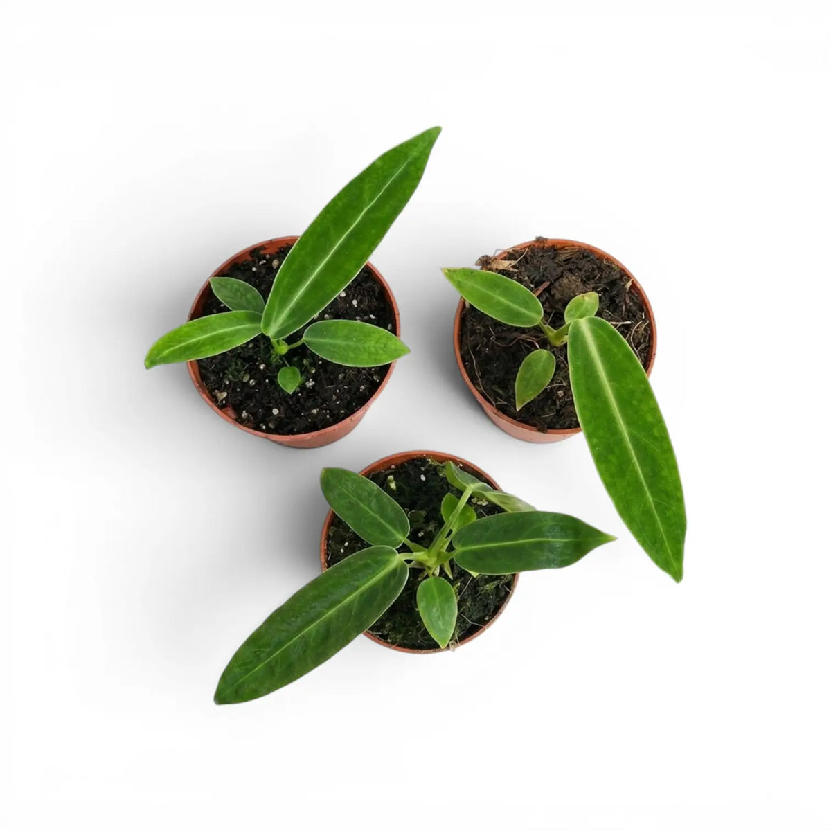 Anthurium warocqueanum-Jungpflanze im Kulturtopf vor weißem Hintergrund