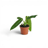 Kleine Anthurium warocqueanum-Jungpflanze im Kulturtopf vor weißem Hintergrund