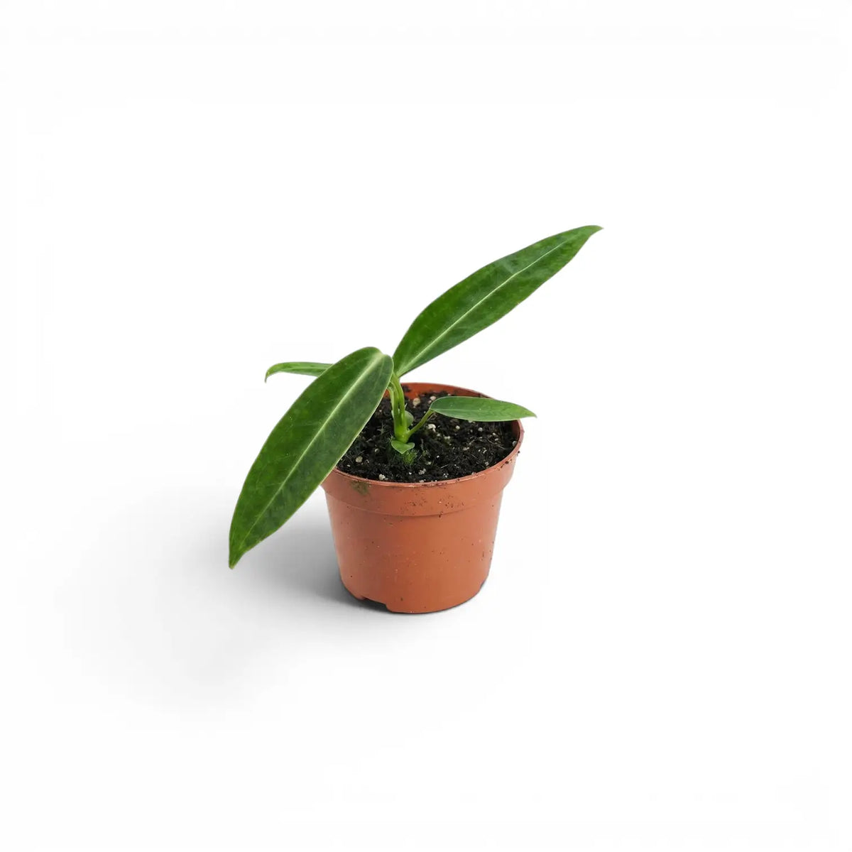 Kleine Anthurium warocqueanum-Jungpflanze im Kulturtopf vor weißem Hintergrund