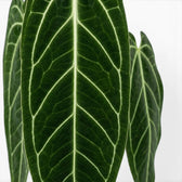 Nahaufnahme großer, dunkelgrüner, samtiger Blätter von Anthurium warocqueanum vor weißem Hintergrund