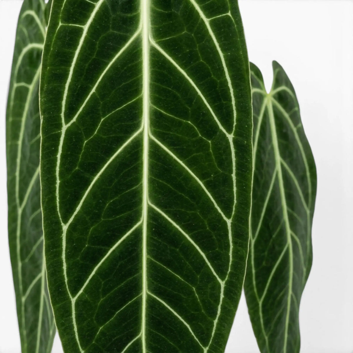 Nahaufnahme großer, dunkelgrüner, samtiger Blätter von Anthurium warocqueanum vor weißem Hintergrund