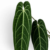 Nahaufnahme der Blätter von Anthurium warocqueanum vor weißem Hintergrund
