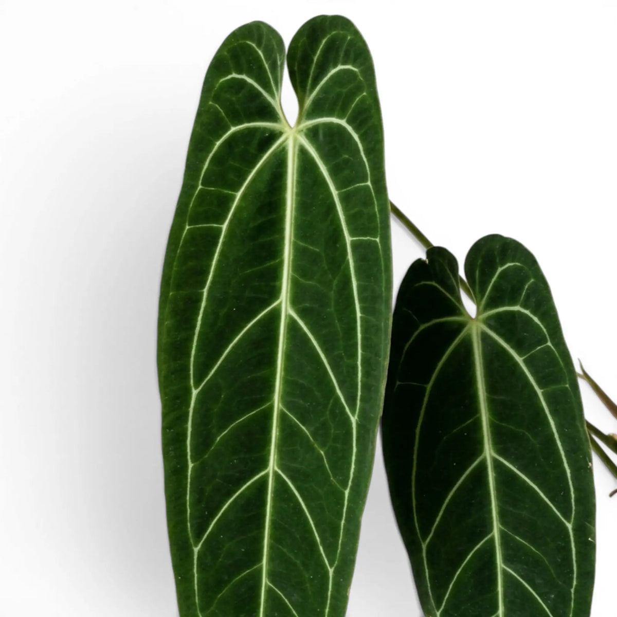 Nahaufnahme der Blätter von Anthurium warocqueanum vor weißem Hintergrund