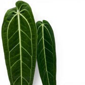 Nahaufnahme der Blätter von Anthurium warocqueanum vor weißem Hintergrund