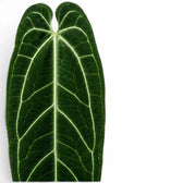 Nahaufnahme der Blätter von Anthurium warocqueanum vor weißem Hintergrund