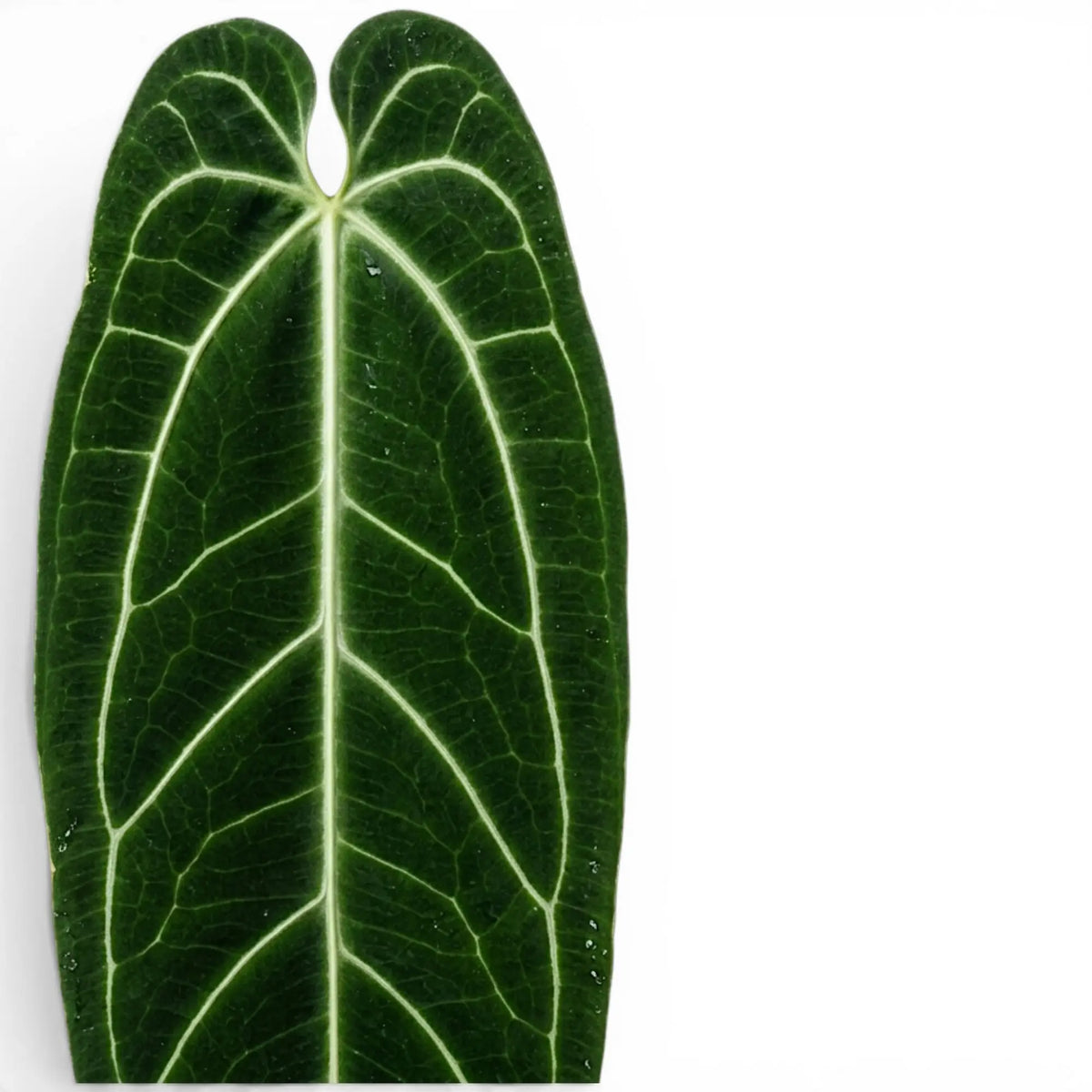 Nahaufnahme der Blätter von Anthurium warocqueanum vor weißem Hintergrund