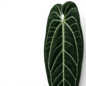 Nahaufnahme großer, dunkelgrüner, samtiger Blätter von Anthurium warocqueanum vor weißem Hintergrund