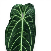 Nahaufnahme großer, dunkelgrüner, samtiger Blätter von Anthurium warocqueanum vor weißem Hintergrund