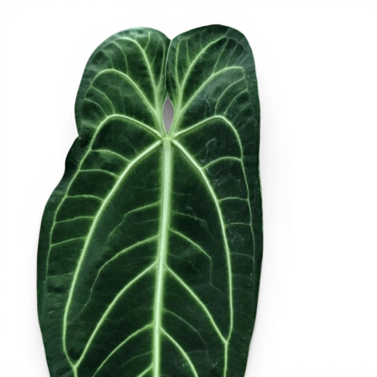 Nahaufnahme großer, dunkelgrüner, samtiger Blätter von Anthurium warocqueanum vor weißem Hintergrund