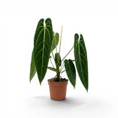 Anthurium warocqueanum-Pflanze mit dunkelgrünen, langen, samtigen Blättern und hellen Blattadern im Kulturtopf vor weißem Hintergrund