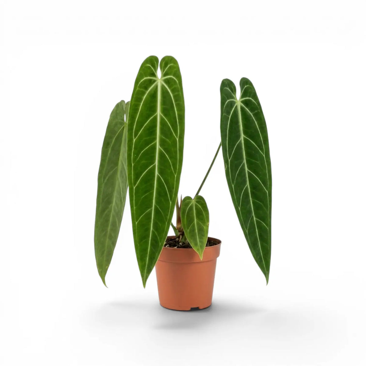 Anthurium warocqueanum-Pflanze mit dunkelgrünen, langen, samtigen Blättern und hellen Blattadern im Kulturtopf vor weißem Hintergrund