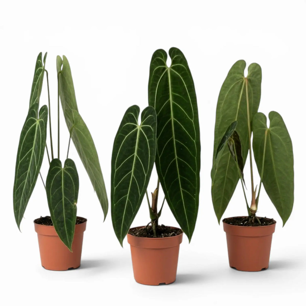 Anthurium warocqueanum-Pflanze mit dunkelgrünen, langen, samtigen Blättern und hellen Blattadern im Kulturtopf vor weißem Hintergrund