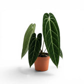 Große Anthurium warocqueanum-Pflanze mit langen, samtigen Blättern im Kulturtopf vor weißem Hintergrund