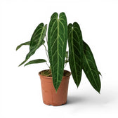 Sehr große Anthurium warocqueanum-Pflanze mit langen, samtigen Blättern im Kulturtopf vor weißem Hintergrund