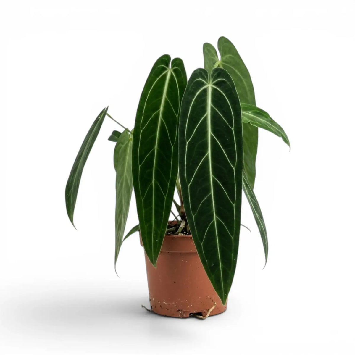 Sehr große Anthurium warocqueanum-Pflanze mit langen, samtigen Blättern im Kulturtopf vor weißem Hintergrund