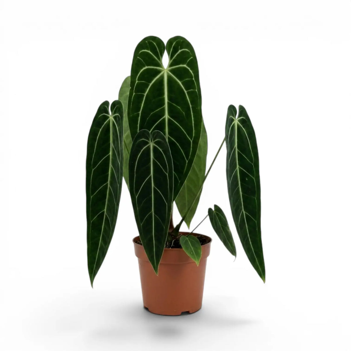 Sehr große Anthurium warocqueanum-Pflanze mit langen, samtigen Blättern im Kulturtopf vor weißem Hintergrund