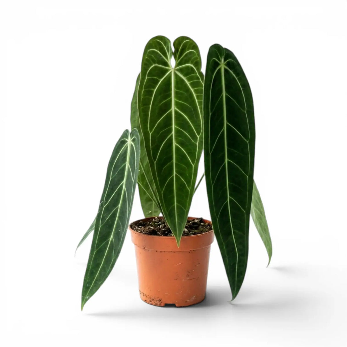 Sehr große Anthurium warocqueanum-Pflanze mit dunkelgrünen, samtigen Blättern im Kulturtopf vor weißem Hintergrund