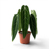 Sehr große Anthurium warocqueanum-Pflanze mit dunkelgrünen, samtigen Blättern im Kulturtopf vor weißem Hintergrund