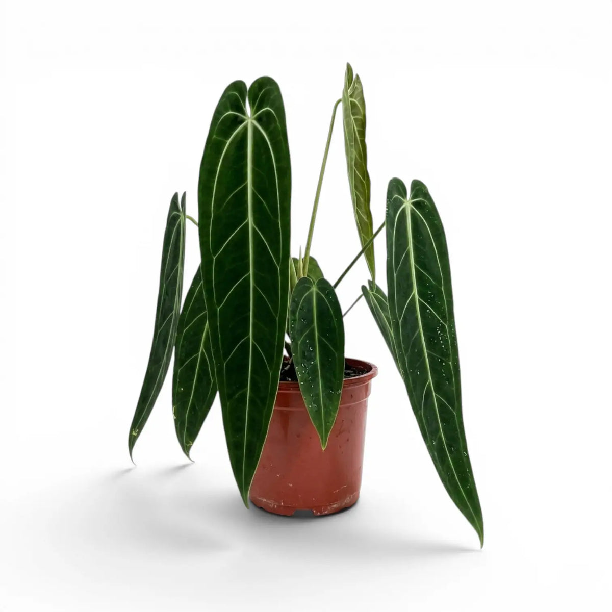 Sehr große Anthurium warocqueanum-Pflanze mit dunkelgrünen, samtigen Blättern im Kulturtopf vor weißem Hintergrund