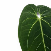 Anthurium warocqueanum x waterburyanum – Blattdetail vor weißem Hintergrund..
