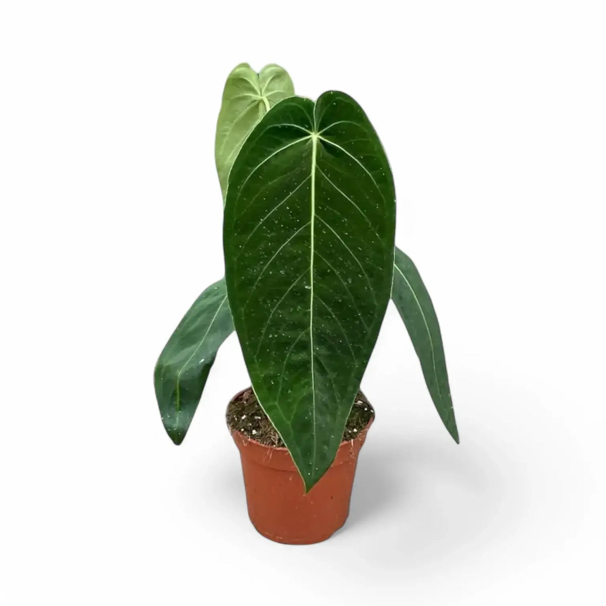 Anthurium warocqueanum x waterburyanum Zimmerpflanze im Anzuchttopf vor weißem Hintergrund, Produktfoto 3.