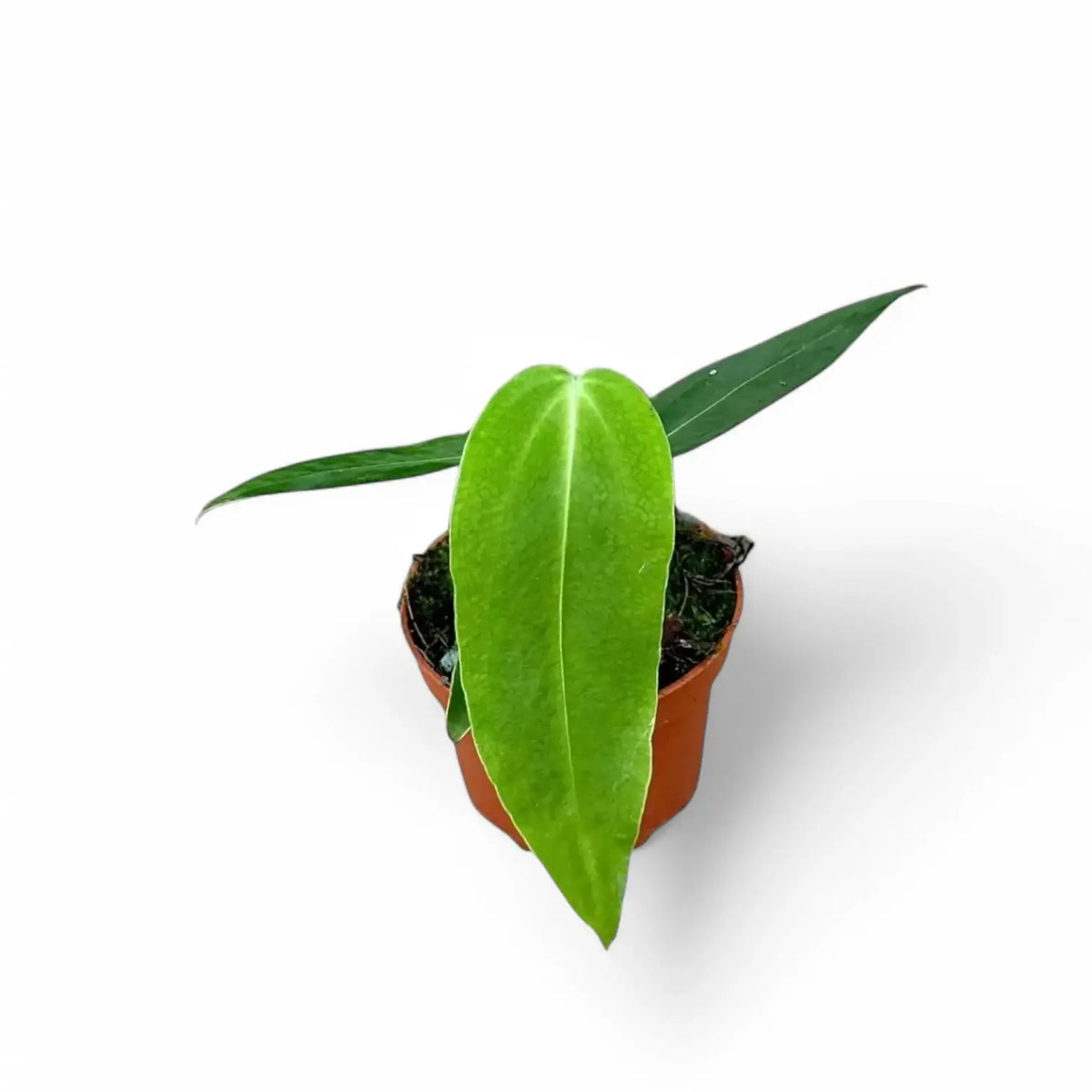 Anthurium warocqueanum x waterburyanum Zimmerpflanze im Anzuchttopf vor weißem Hintergrund, Produktfoto 6.