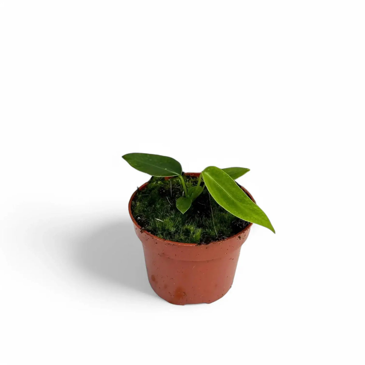 Anthurium warocqueanum x waterburyanum Zimmerpflanze im Anzuchttopf vor weißem Hintergrund, Produktfoto 8.