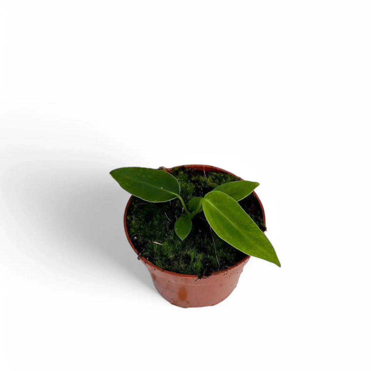 Anthurium warocqueanum x waterburyanum Zimmerpflanze im Anzuchttopf vor weißem Hintergrund, Produktfoto 9.