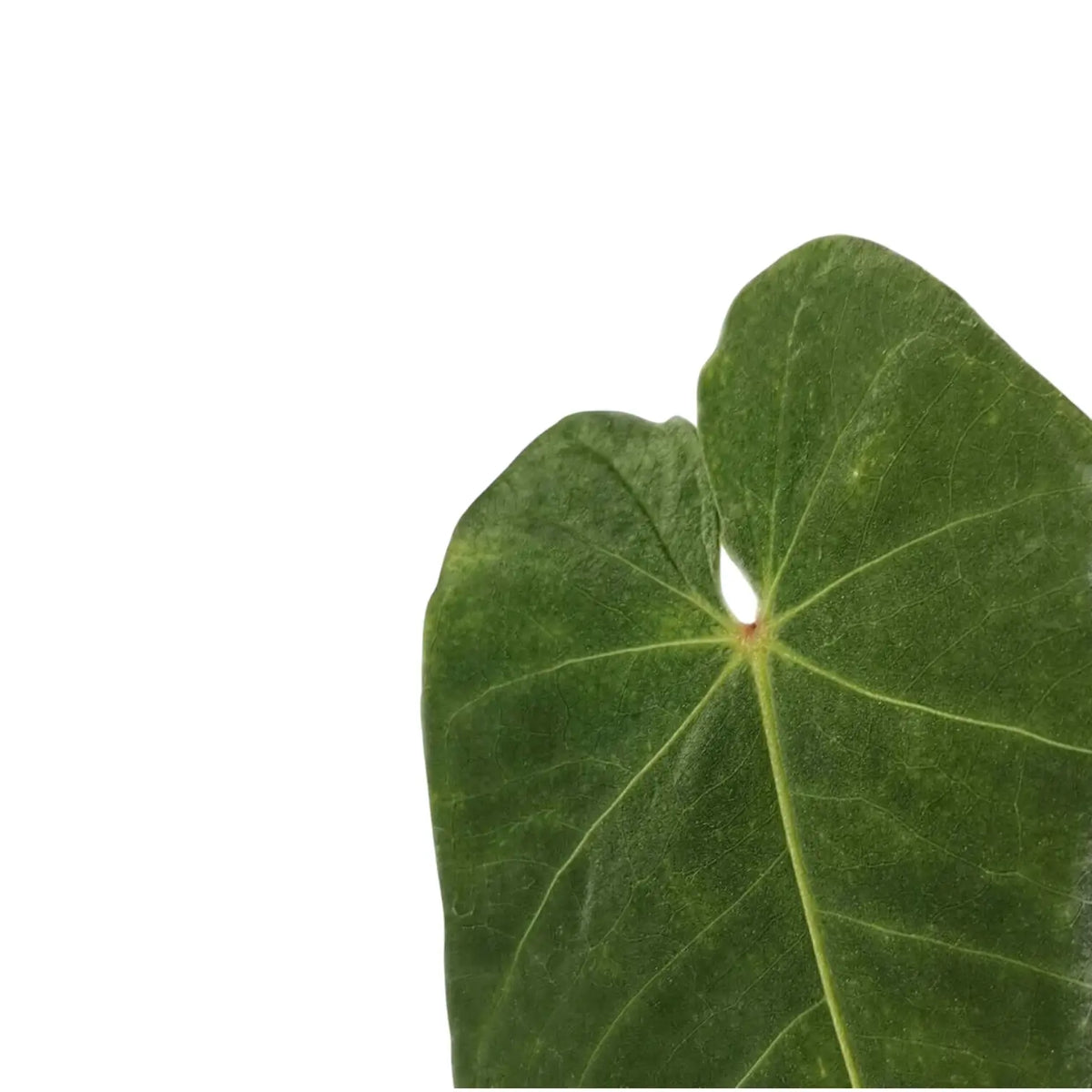 Anthurium waterburyanum close-up of leaf on white background.