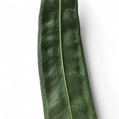 Nahaufnahme eines Blatts von Anthurium wendlingeri vor weißem Hintergrund.
