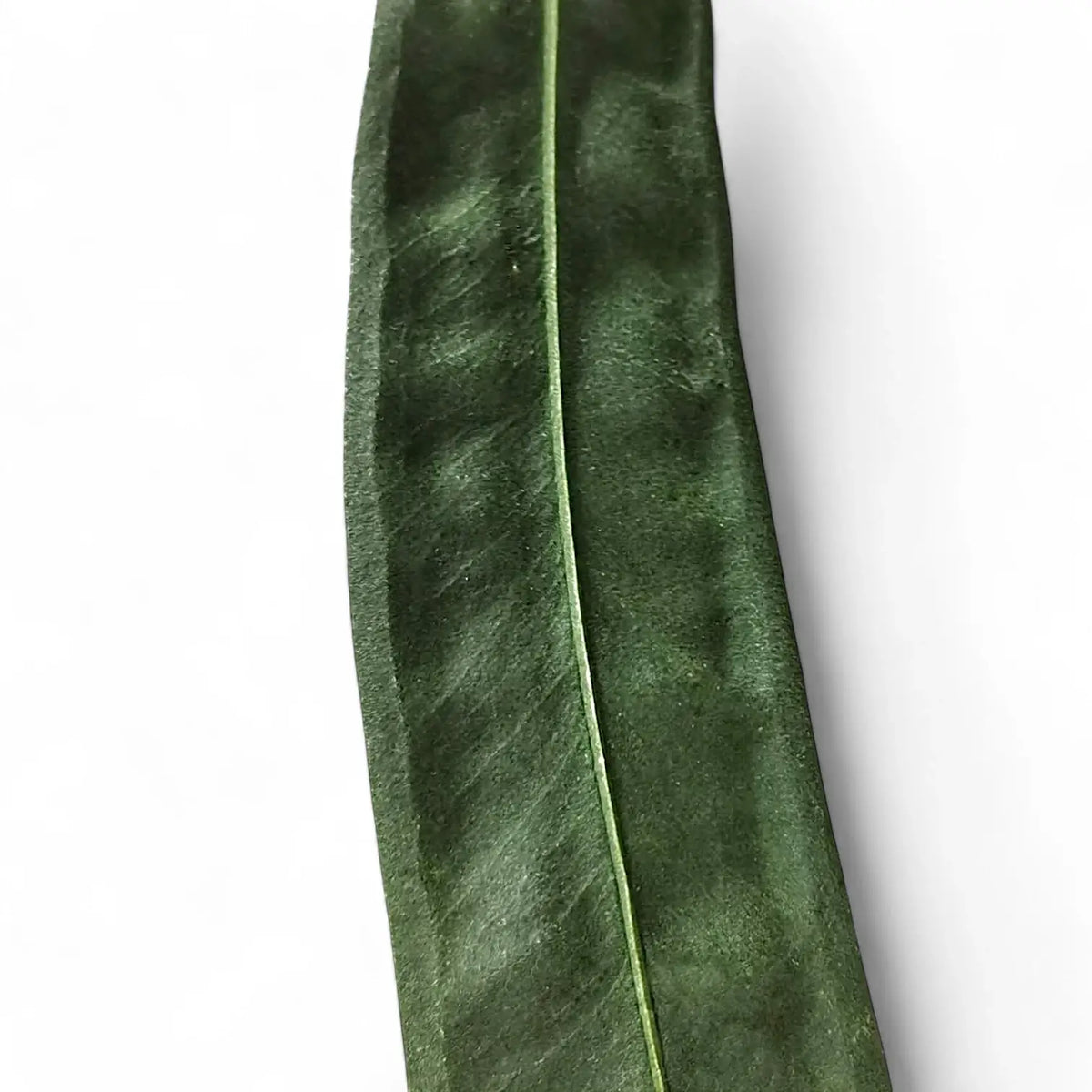 Nahaufnahme eines Blatts von Anthurium wendlingeri vor weißem Hintergrund.