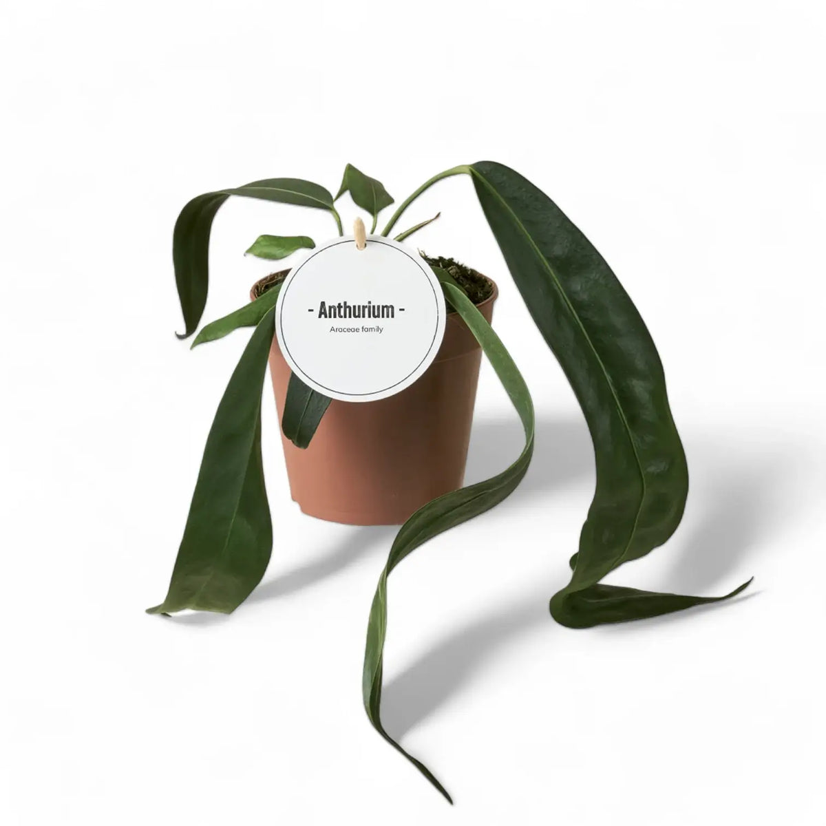 Anthurium wendlingeri – Zimmerpflanze im Kulturtopf auf weißem Hintergrund, Produktfoto 2.