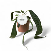 Anthurium wendlingeri – Zimmerpflanze im Kulturtopf auf weißem Hintergrund, Produktfoto 2.