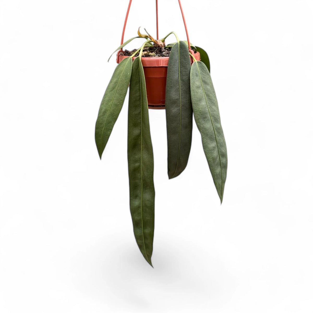 Anthurium wendlingeri – Zimmerpflanze im Kulturtopf auf weißem Hintergrund, Produktfoto 3.