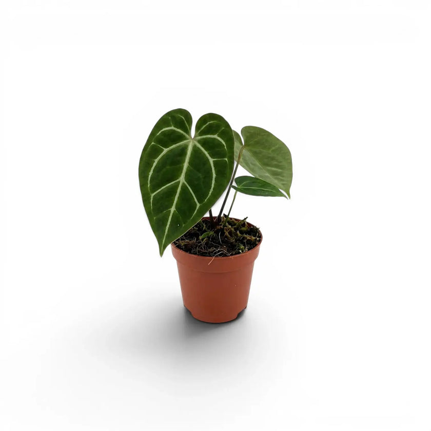 Anthurium regale baby plant in a nursery pot.