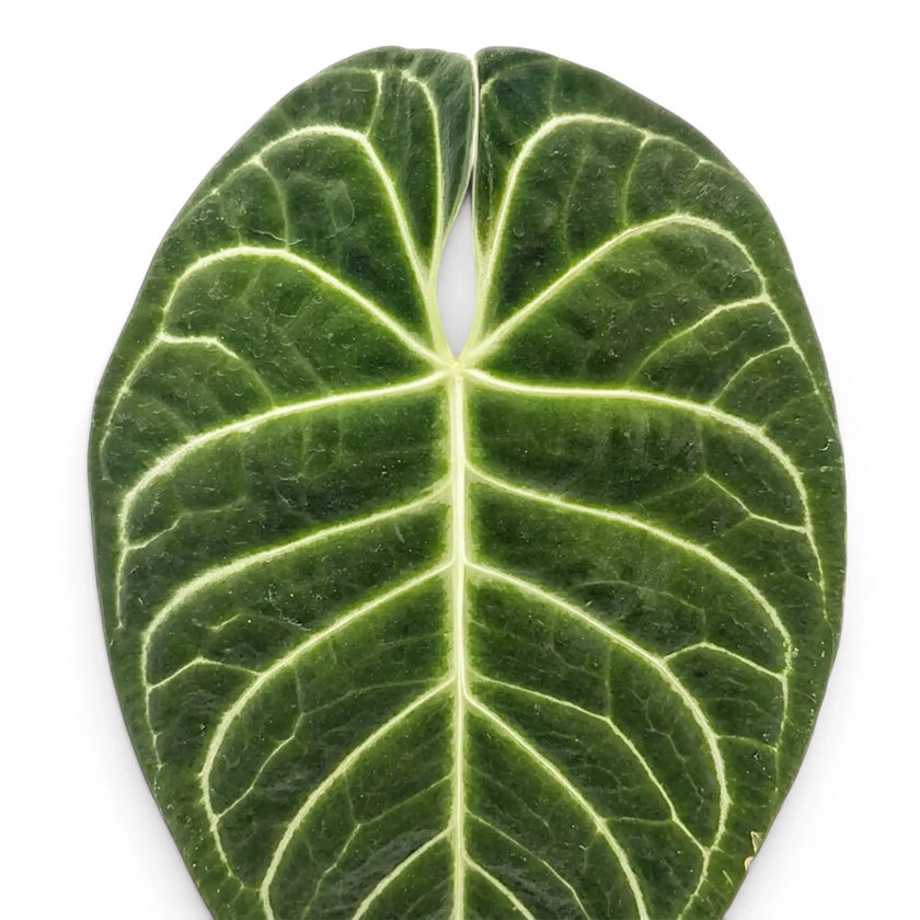 Anthurium regale foliage close-up with velvety green leaves and pale veins.