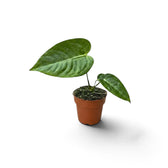 Side view of baby Anthurium veitchii with three glossy ribbed leaves