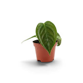 Baby Anthurium veitchii with one broad corrugated leaf in a terracotta pot