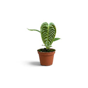 Front view of baby Anthurium veitchii with a narrow ribbed leaf