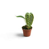 Baby Anthurium veitchii with a deeply corrugated central leaf